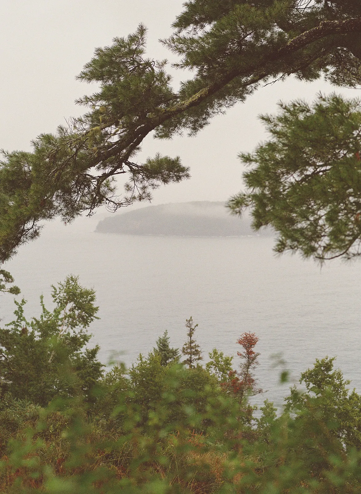 Bald Porcupine island in the fog on Frenchman Bay, framed by pines from the cliff