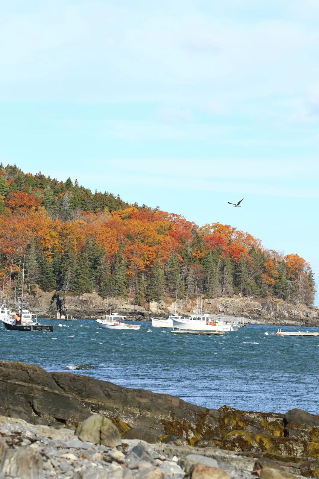 Boats moored in Bar Harbor with autumn foliage along the shore