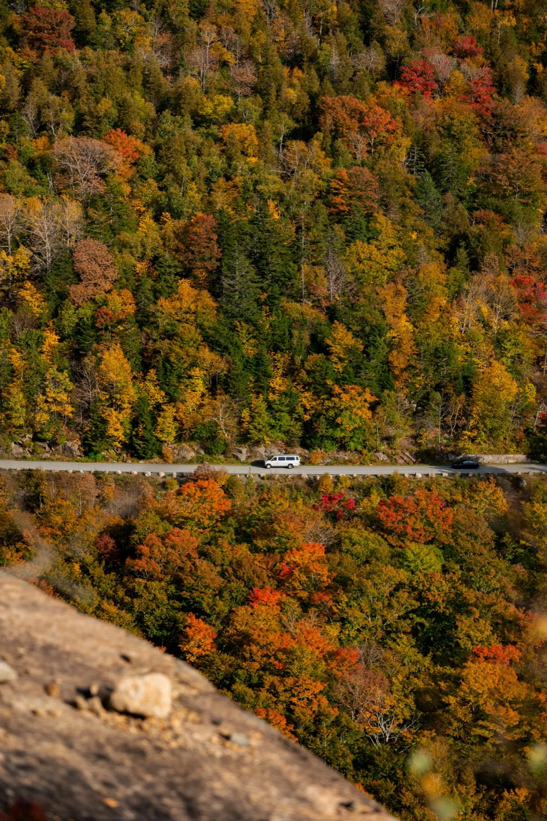 A car on a road through Acadia, the trees on either side in full fall color